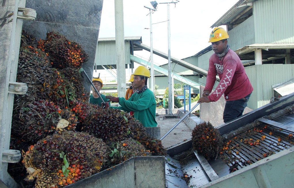 Pemerintah Berlakukan Tarif Baru Jaga Industri Kelapa Sawit Dalam Negeri