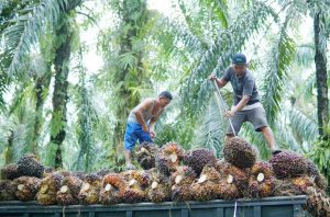 Minta Pemerintah Perhatikan Industri Dan Tata Niaga Kelapa, Dorong Diverisifikasi Minyak Konsumsi