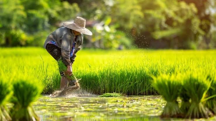 El Nino Disebut Akan Pengaruhi Produksi Beras di Indonesia